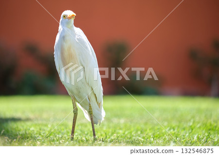 White cattle egret wild bird, also known as Bubulcus ibis, walking on green lawn at hotel yard in summer White cattle egret wild bird, also known as Bubulcus ibis, walking on green lawn at hotel yard in summer 132546875