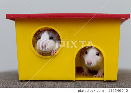 Two funny white and gray tame curious mouses hamsters with shiny eyes looking from bright yellow cage window. Keeping pet friends at home, care and love to animals concept. Two funny white and gray tame curious mouses hamsters with shiny eyes looking from bright yellow cage window. Keeping pet friends at home, care and love to animals concept. 132546940