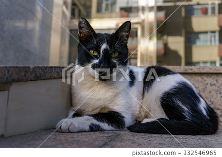 Istanbul black and white street cat with golden eyes lying on concrete ledge in urban residential neighborhood setting 132546965