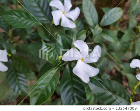 Beautiful white pinwheel flower with green leaves in a garden setting 132547009