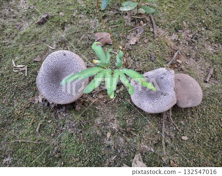 Three puffball mushrooms and a small green plant on mossy ground Three puffball mushrooms and a small green plant on mossy ground 132547016