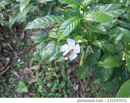 White Gardenia Flower with a Butterfly on a Petal image White Gardenia Flower with a Butterfly on a Petal image 132547072