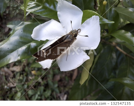 Butterfly resting on white flower in a natural garden setting 132547135