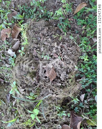 Close up of an Ant Hill Surrounded by Greenery and Leaves Close up of an Ant Hill Surrounded by Greenery and Leaves 132547146