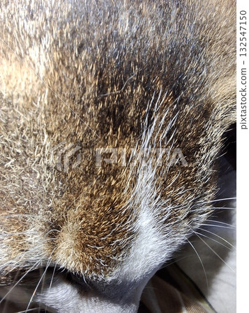Close up of cat face fur whiskers nose sleeping animal Close up of cat face fur whiskers nose sleeping animal 132547150