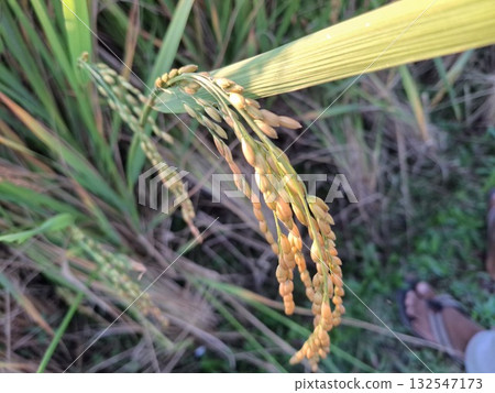 Close up of ripening paddy rice plant with grains in field Close up of ripening paddy rice plant with grains in field 132547173