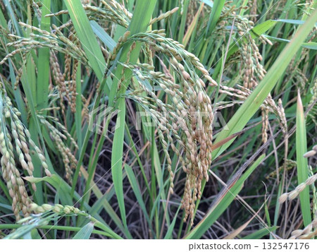 Close up of ripening rice paddy field with green leaves Close up of ripening rice paddy field with green leaves 132547176
