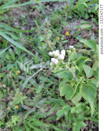 Close up of small white wildflowers blooming in green grass field 132547177