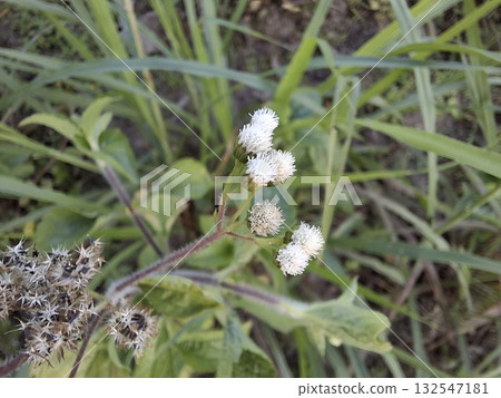 Close up of White Flowers and Dried Seed Heads in Field Close up of White Flowers and Dried Seed Heads in Field 132547181