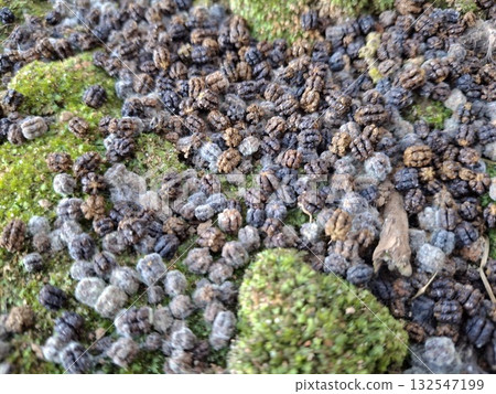 Dense cluster of unidentified objects on mossy ground creating texture 132547199