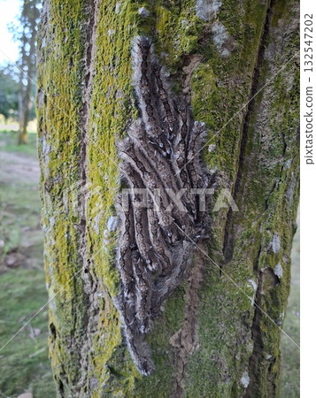 Detailed Tree Bark with Moss Texture Close Up Macro Photography Detailed Tree Bark with Moss Texture Close Up Macro Photography 132547202