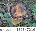 Weathered Tree Stump in Natural Setting with Foliage and Soil 132547216