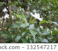White Crape Jasmine flower blooming with fresh green leaves around 132547217