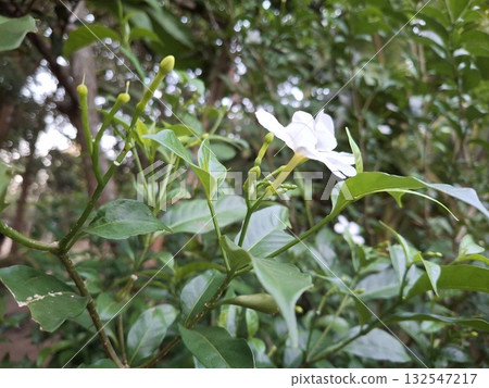 White Crape Jasmine flower blooming with fresh green leaves around 132547217