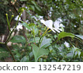 White Crepe Jasmine Blossoms and Buds in a Lush Green Garden 132547219