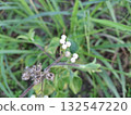 White wildflowers bloom amidst tall green grasses in natural setting 132547220