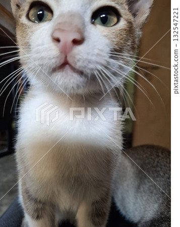 Adorable kitten close up with big green eyes looking upward Adorable kitten close up with big green eyes looking upward 132547221