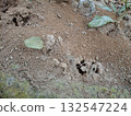 Ant colony nest entrance burrow in soil with leaves and dirt 132547224