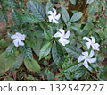Beautiful Crape Jasmine flowers surrounded by vibrant green leaves outdoors 132547227