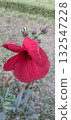 Beautiful red hibiscus flower blooming in a garden environment setting 132547228