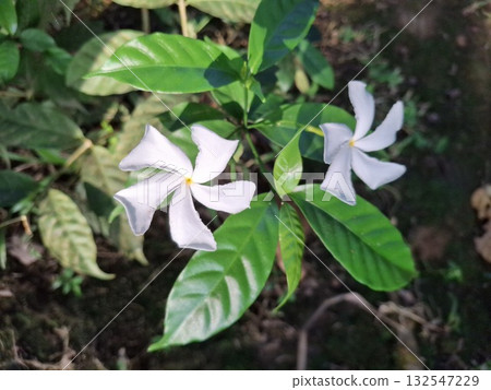 Beautiful white crape jasmine flowers with green leaves in garden Beautiful white crape jasmine flowers with green leaves in garden 132547229