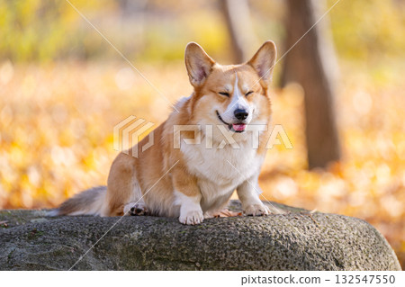 Welsh Corgi on an autumn walk Welsh Corgi on an autumn walk 132547550