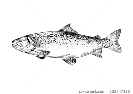 Realistic trout fish sketch in detailed hand-drawn style on a plain white background, concept of wildlife, fishing, and aquatic species Realistic trout fish sketch in detailed hand-drawn style on a plain white background, concept of wildlife, fishing, and aquatic species 132547580