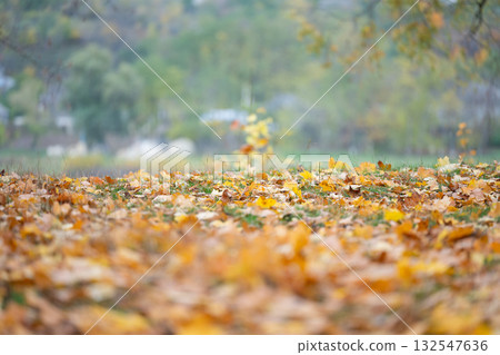 background of maple autumn leaves background of maple autumn leaves 132547636