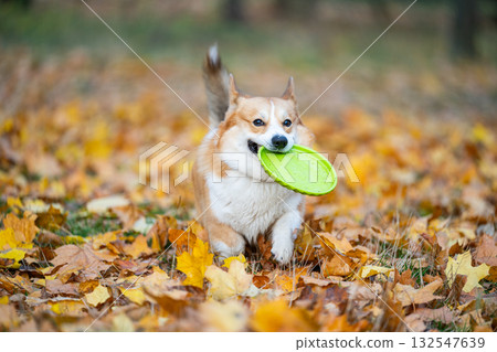 Welsh Corgi in nature in autumn Welsh Corgi in nature in autumn 132547639