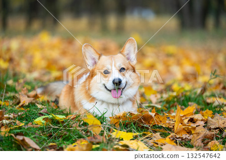 Welsh Corgi in nature in autumn Welsh Corgi in nature in autumn 132547642