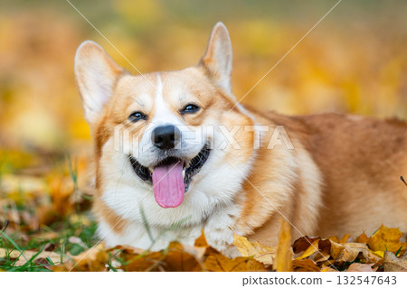 Welsh Corgi in nature in autumn Welsh Corgi in nature in autumn 132547643