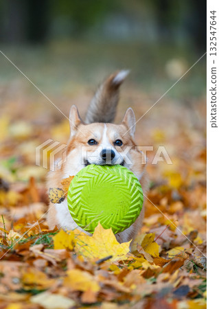 Welsh Corgi in nature in autumn Welsh Corgi in nature in autumn 132547644