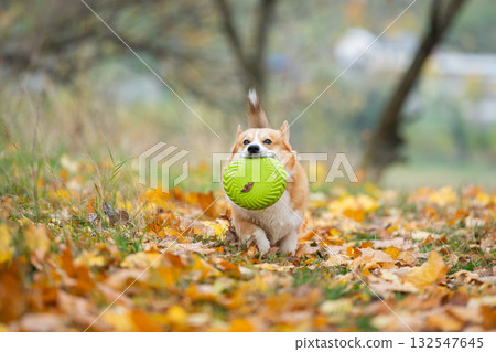 Welsh Corgi in nature in autumn Welsh Corgi in nature in autumn 132547645