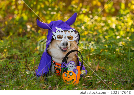 Corgi Pembroke in nature in autumn for the Halloween holiday 132547648