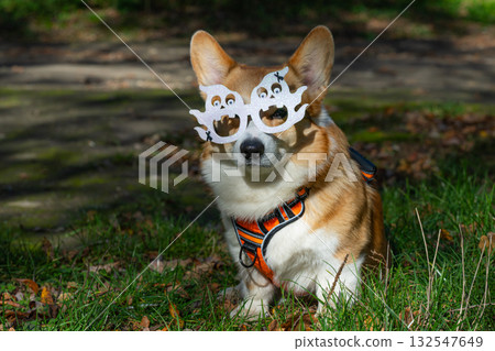 Corgi Pembroke in nature in autumn for the Halloween holiday 132547649