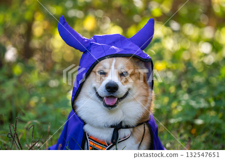 Corgi Pembroke in nature in autumn for the Halloween holiday Corgi Pembroke in nature in autumn for the Halloween holiday 132547651