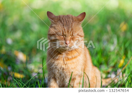 ginger cat in nature ginger cat in nature 132547654