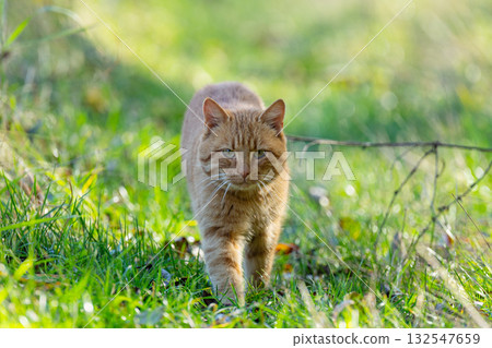 ginger cat in nature ginger cat in nature 132547659