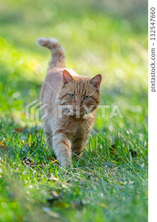 ginger cat in nature ginger cat in nature 132547660