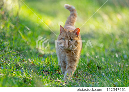 ginger cat in nature ginger cat in nature 132547661
