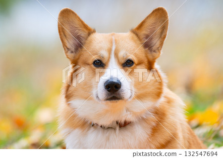 Portrait of a Welsh Corgi on a walk 132547694