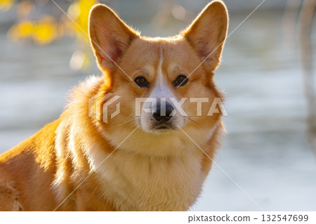 Portrait of a Welsh Corgi on a walk Portrait of a Welsh Corgi on a walk 132547699