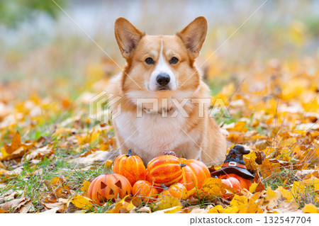 Pembroke Corgi at the autumn festival Halloween Pembroke Corgi at the autumn festival Halloween 132547704