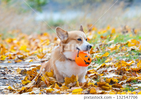 Pembroke Corgi at the autumn festival Halloween Pembroke Corgi at the autumn festival Halloween 132547706