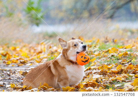 Pembroke Corgi at the autumn festival Halloween Pembroke Corgi at the autumn festival Halloween 132547708