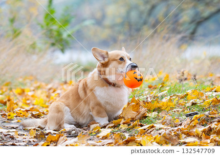 Pembroke Corgi at the autumn festival Halloween Pembroke Corgi at the autumn festival Halloween 132547709