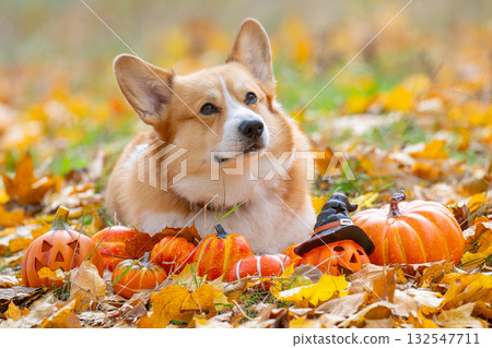 Pembroke Corgi at the autumn festival Halloween 132547711