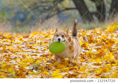 Corgis on an autumn walk 132547720