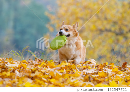 Corgis on an autumn walk 132547721