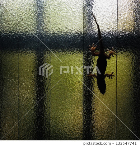 Gecko clinging to window glass 132547741